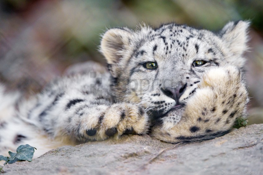 Big Cat, Leopard, Snow Leopard Wallpaper Background Best Stock Photos