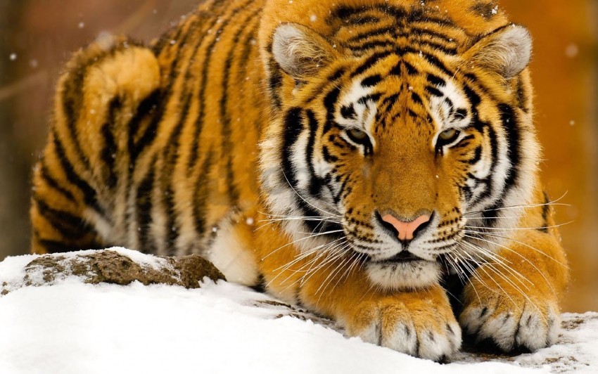 big cat lie face predator snow tiger wallpaper background best stock photos - Image ID 150934