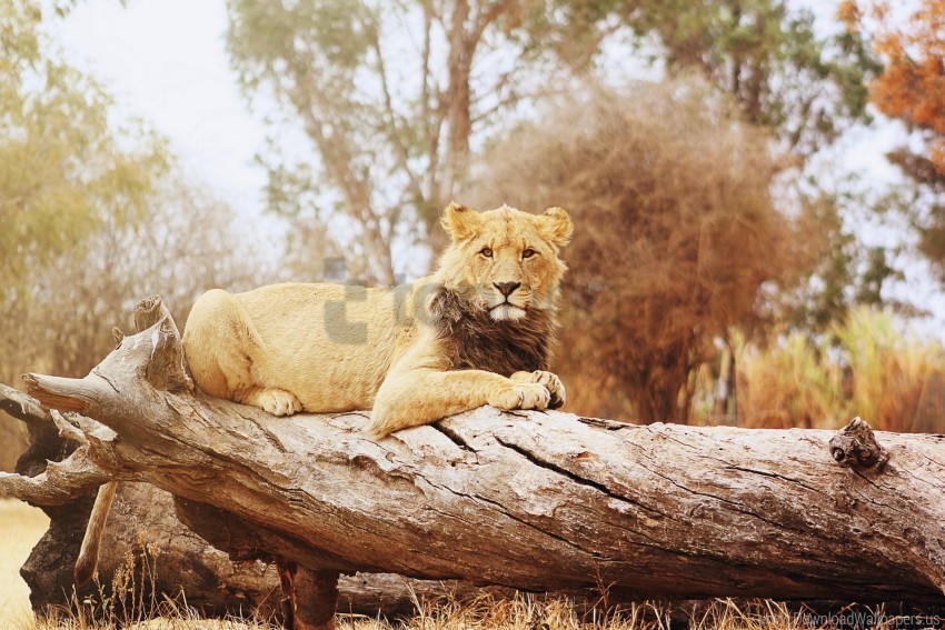 Big Cat Lion Lying Predator Timber Wallpaper Background Best Stock Photos