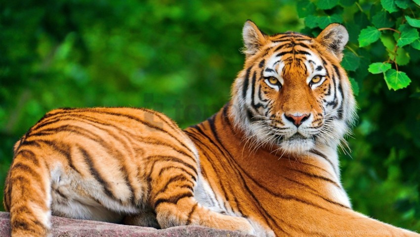 big cat, look, predator, tiger wallpaper background best stock photos |  TOPpng