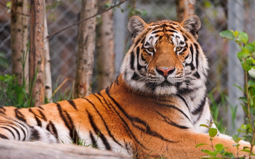big cat lying predator tiger wallpaper background best stock photos - Image ID 147698