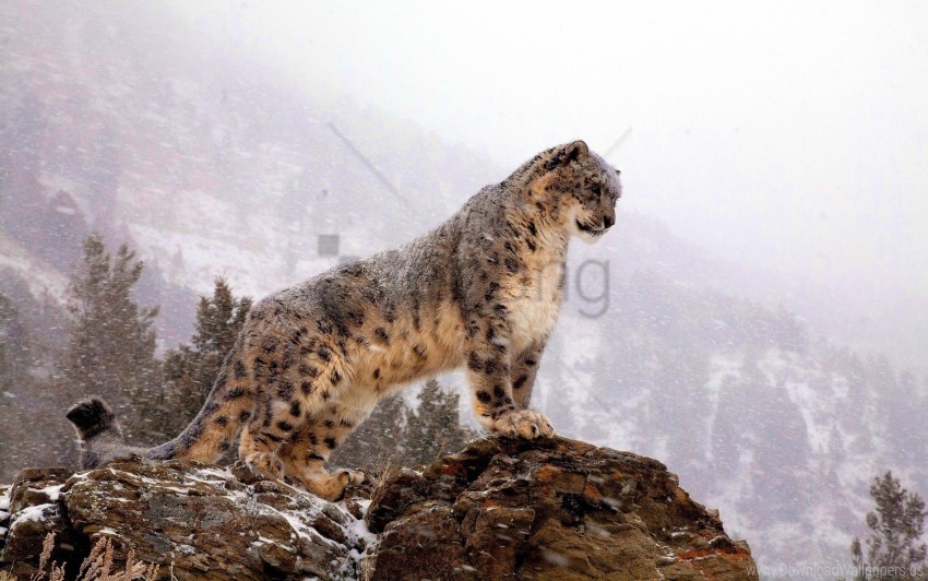 Big Cat Predator Snow Leopard Top Wallpaper Background Best Stock Photos