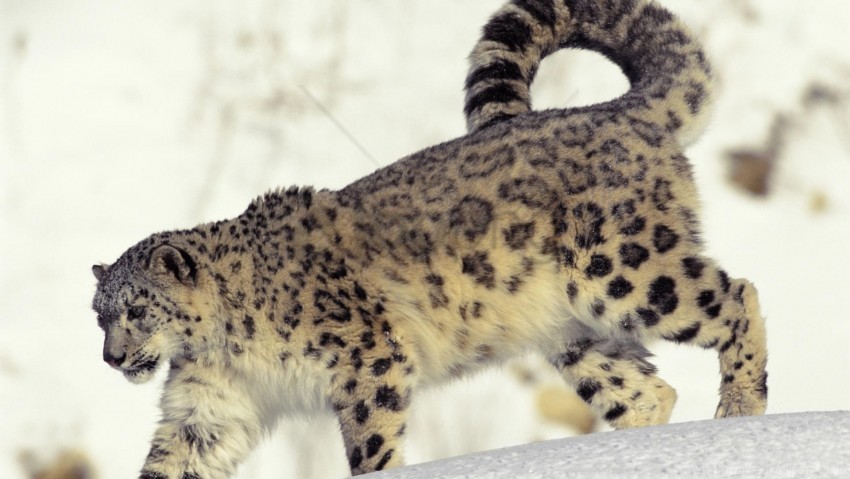 big cat, predator, snow, snow leopard, walk wallpaper background best stock photos@toppng.com