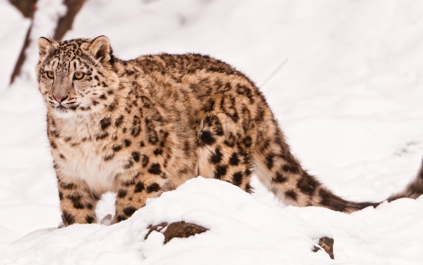 Big Cat, Snow, Snow Leopard, Walk Wallpaper Background Best Stock Photos