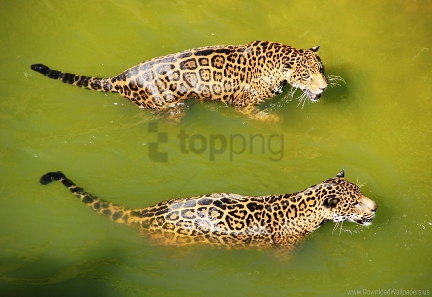 big cats leopards predators swim water wallpaper background best stock photos - Image ID 160865