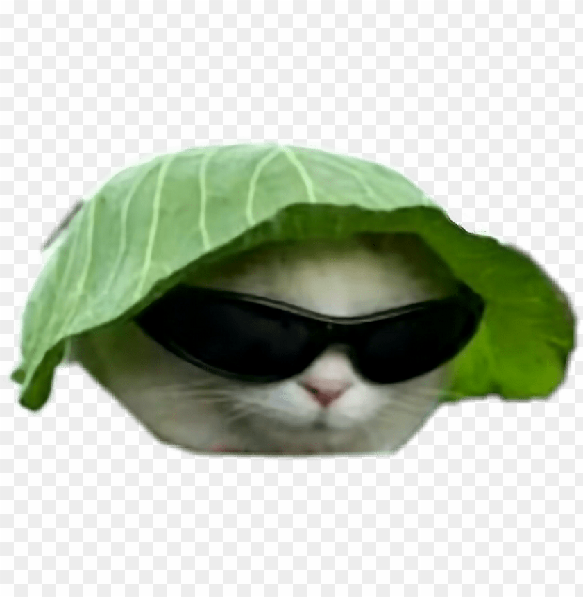 Transparent Background Cat Meme Png