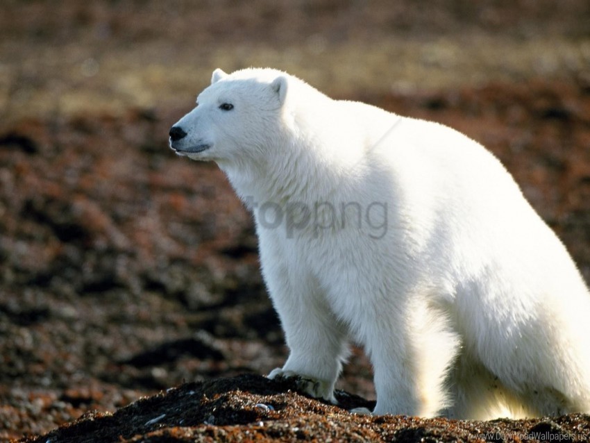 Big Polar Bear Walking Wool Wallpaper Background Best - polar bear walking gif roblox
