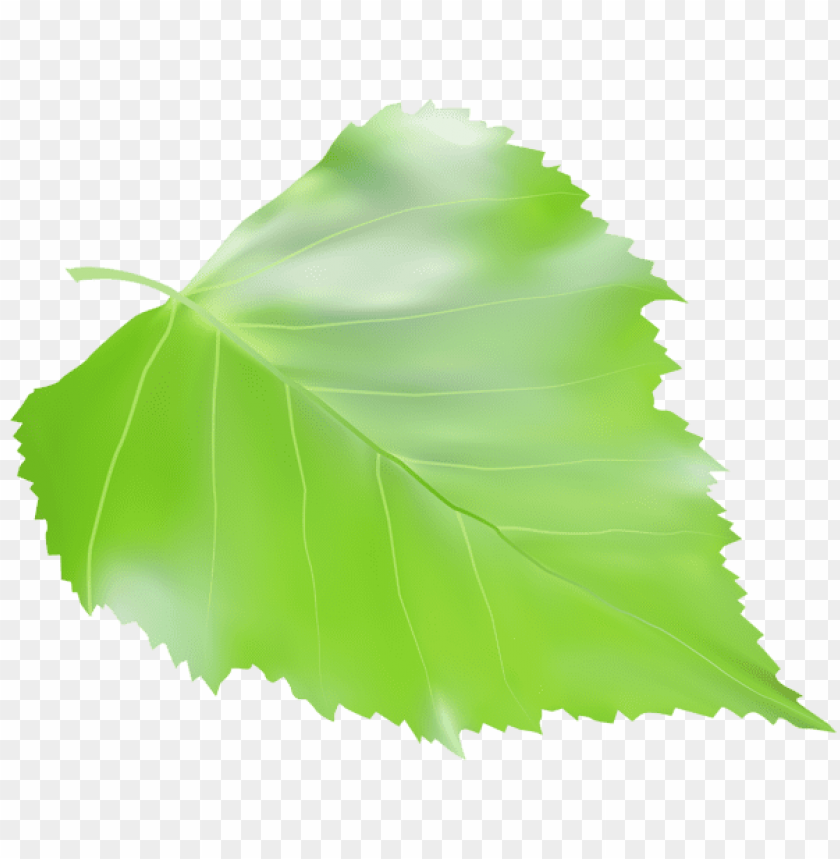 birch leaf transparent