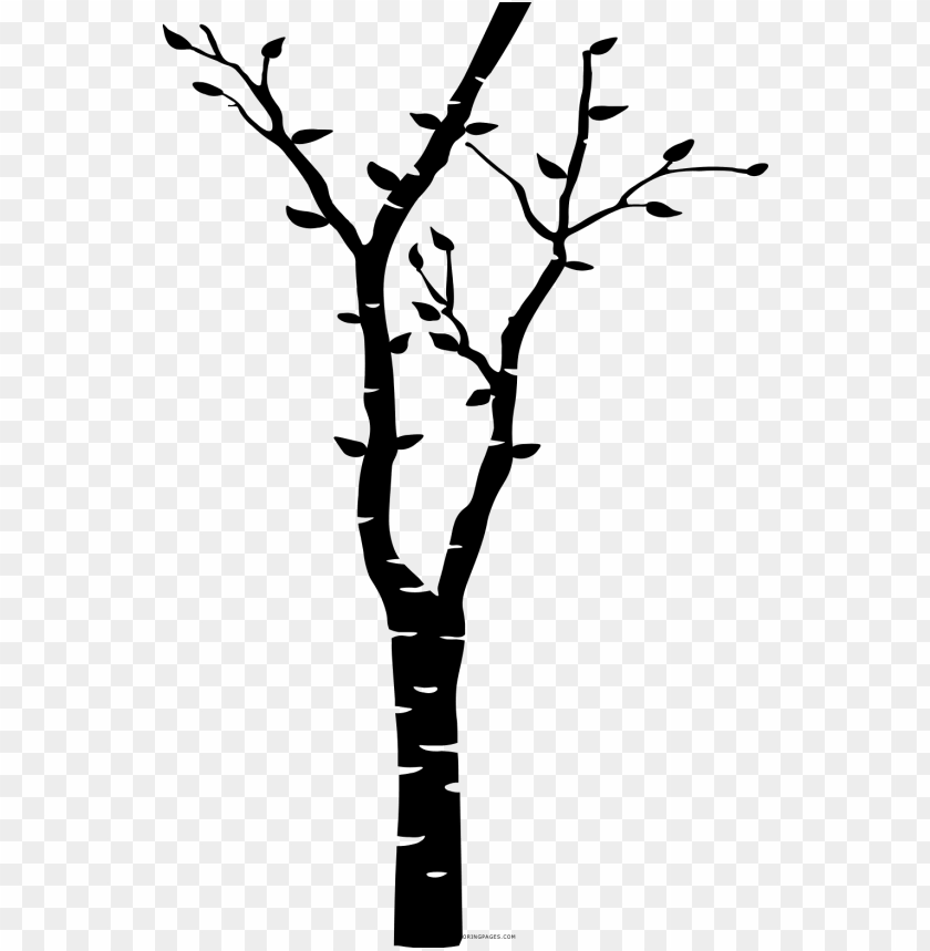 Birch Tree Coloring Page, Birch Tree Background Clipart