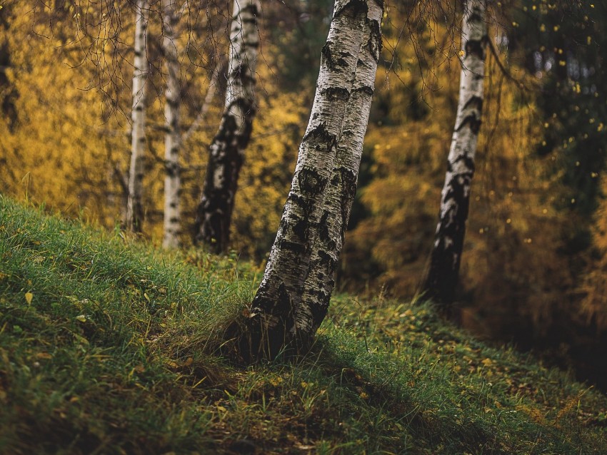 birch, trees, autumn, grass, branches