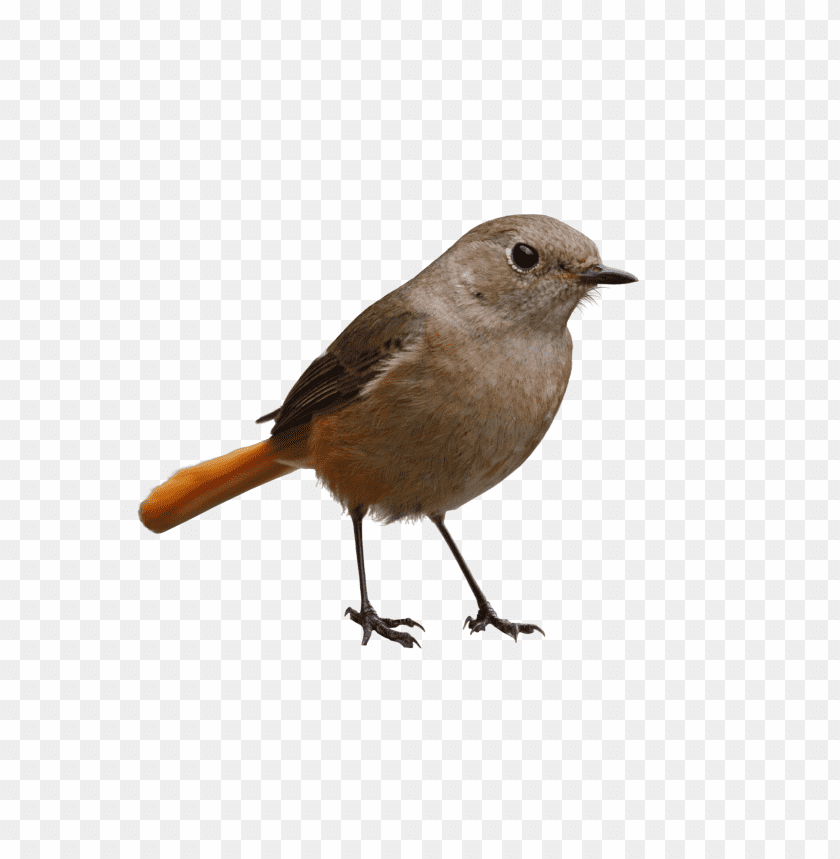 Download Bird Png Images Background