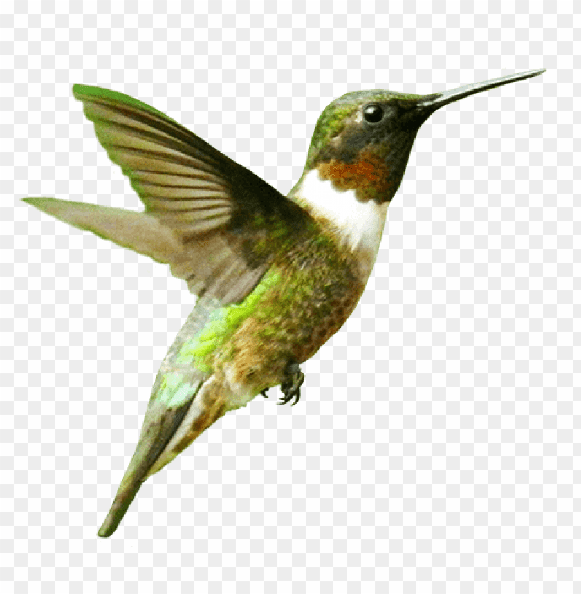 Download bird png images background@toppng.com