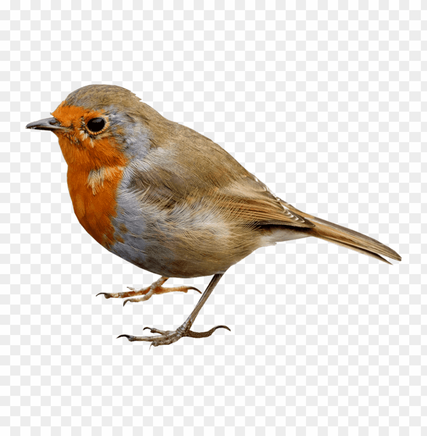 Download Bird Png Images Background