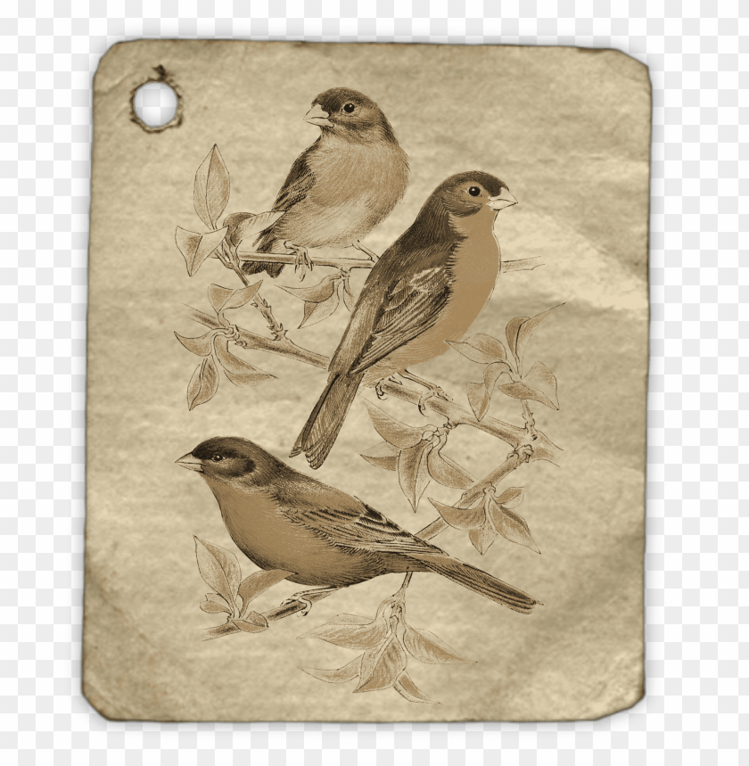 hello my name is tag, tag, fly, mouse animal, instagram tag, vintage label