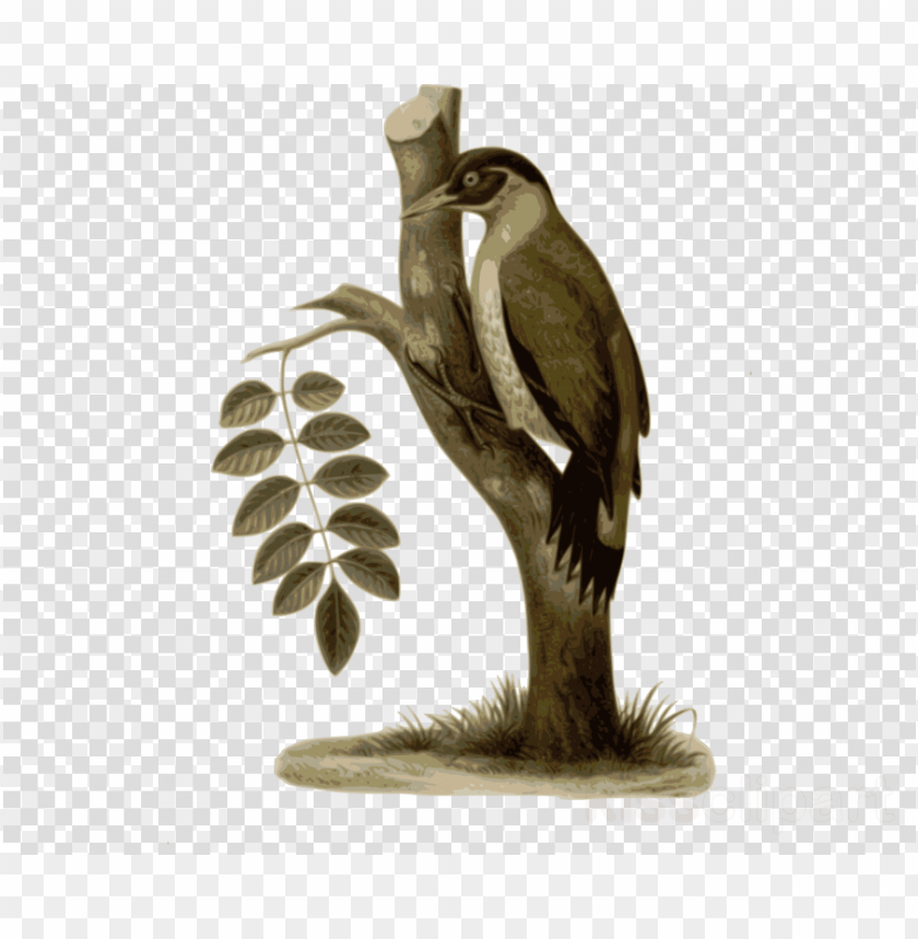 bird PNG transparent with Clear Background ID 89904