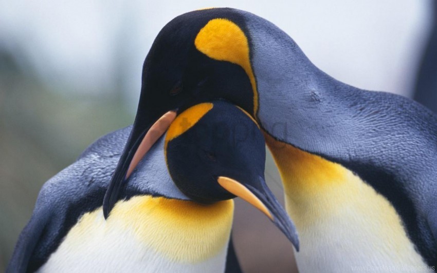 Bird Beak Couple Penguins Wallpaper Background Best Stock Photos Toppng - roblox feather family puffin