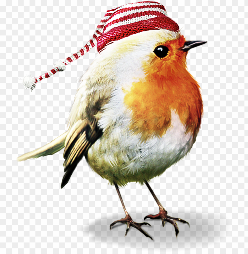 bird birds robin winter christmas terrieasterly - psp tubes animals PNG image with transparent background TOPpng