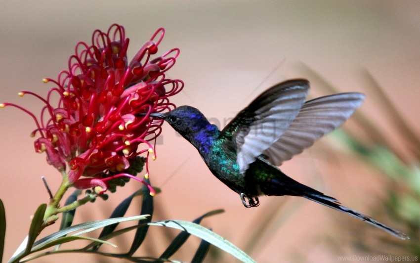 bird blue flight flower hummingbirds wallpaper background best stock photos - Image ID 151110