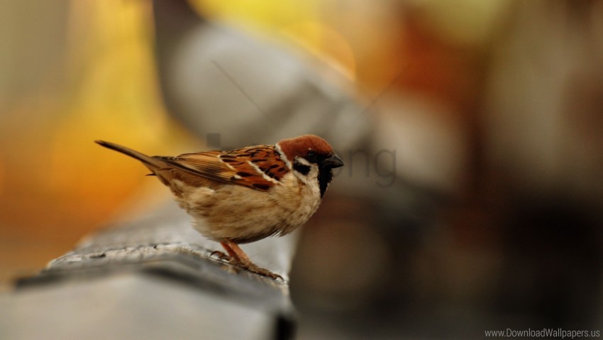 9459 Sparrow Wallpaper Images Stock Photos  Vectors  Shutterstock