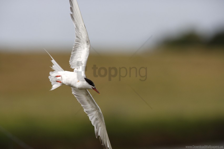 bird blur flying seagull wallpaper background best stock photos - Image ID 160216