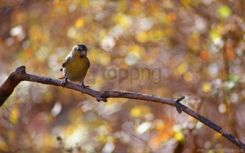 bird bokeh branch wallpaper background best stock photos - Image ID 160633