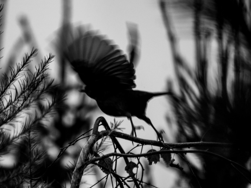 bird, branch, bw, silhouette, dark, flight