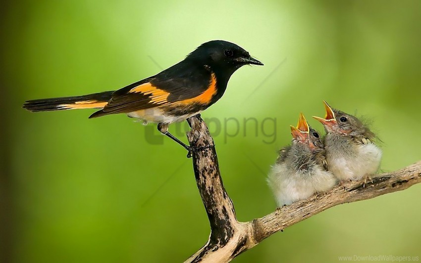 Bird Branch Caring Chicks Nest Wallpaper Background Best Stock Photos