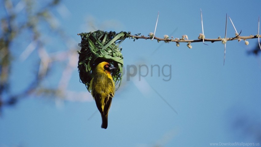 Bird Branch Color Nest Sky Wallpaper Background Best Stock Photos