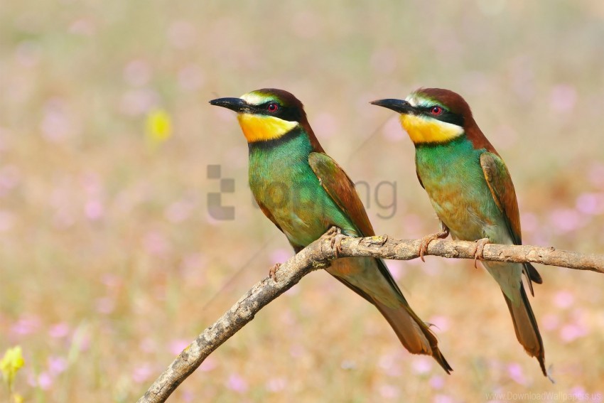 bird, branch, golden bee-eater, pcheloedki wallpaper background best stock photos@toppng.com