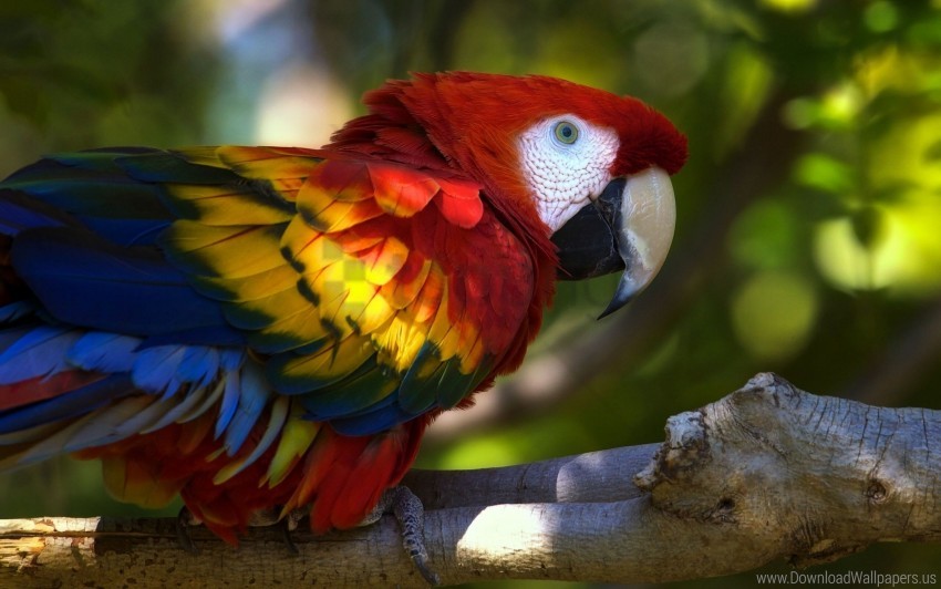 bird, branch, macaw, parrot wallpaper background best stock photos | TOPpng