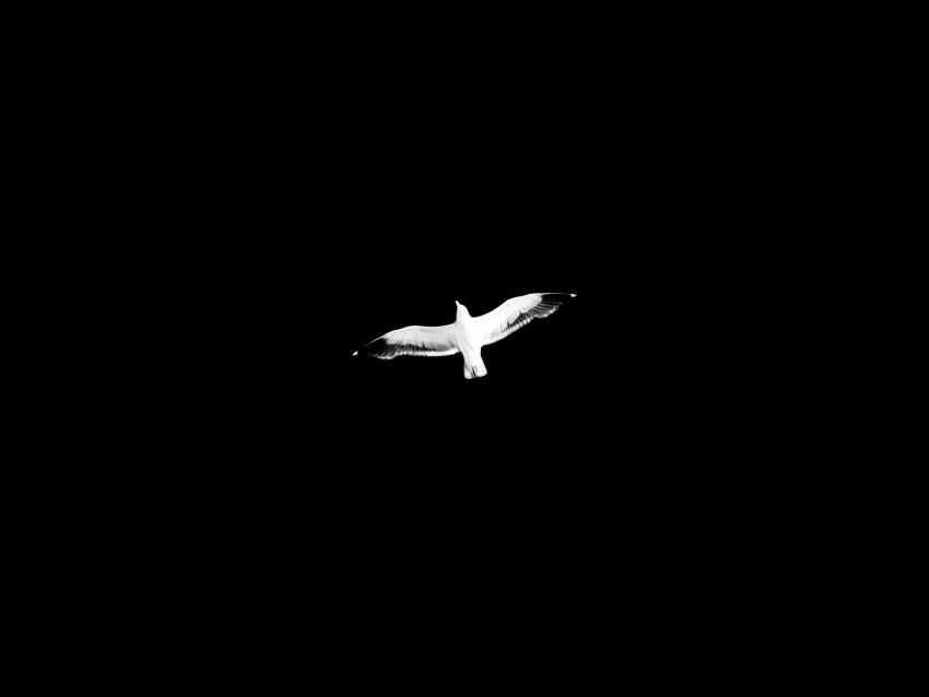 bird, bw, flight, wings, sky, minimalism