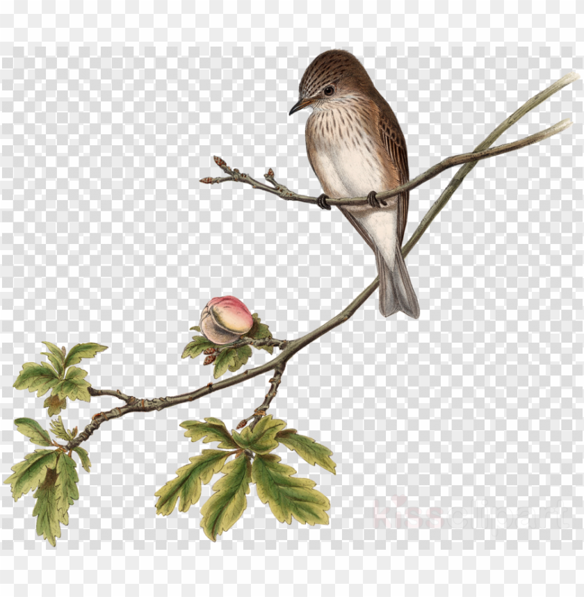 bird clipart house sparrow the birds of australia clip art PNG transparent with Clear Background ID 444156