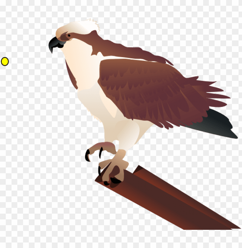 birds, bald eagle, illustration, hawk, nature, bird of prey, food