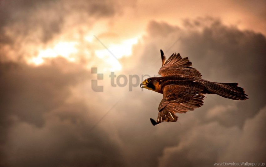 free PNG bird, clouds, cloudy, hawk, sky wallpaper background best stock photos PNG images transparent
