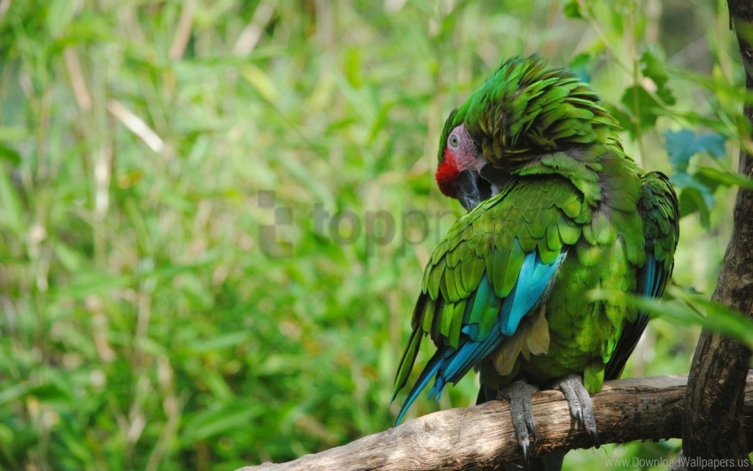 bird, color, feathers, green, parrot wallpaper background best stock photos  | TOPpng