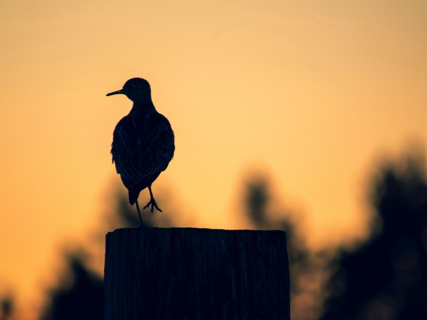 bird, dark, silhouette, post, twilight