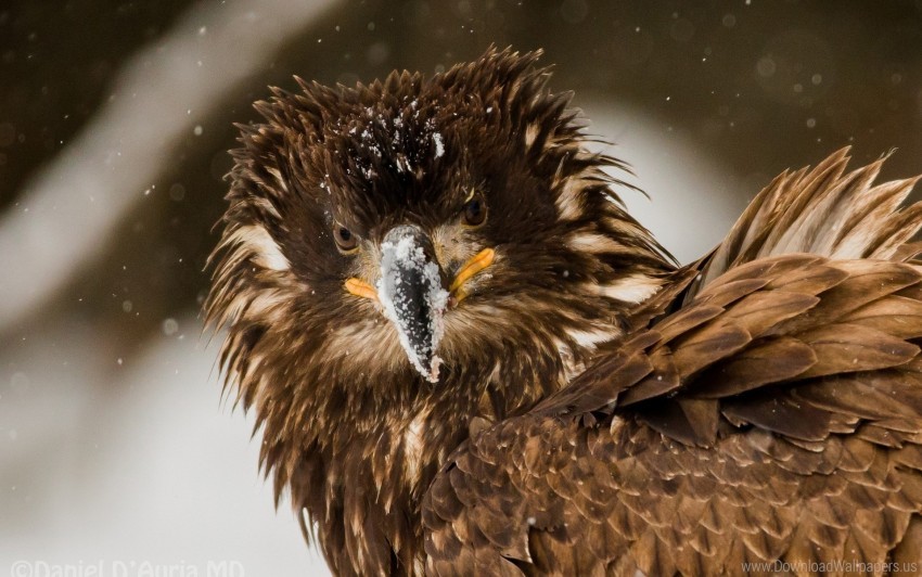 bird, disheveled, eagle, snow wallpaper background best stock photos |  TOPpng