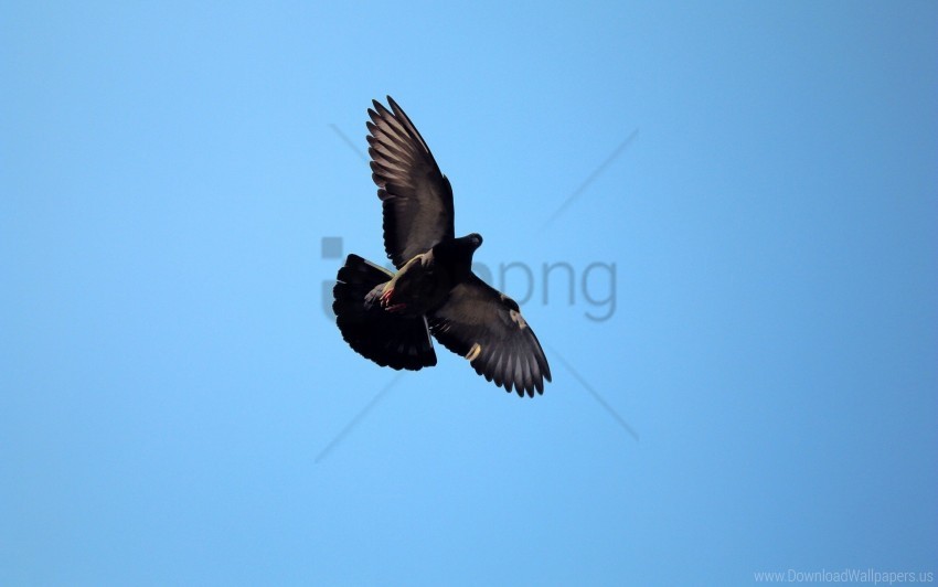 flying raven wallpaper