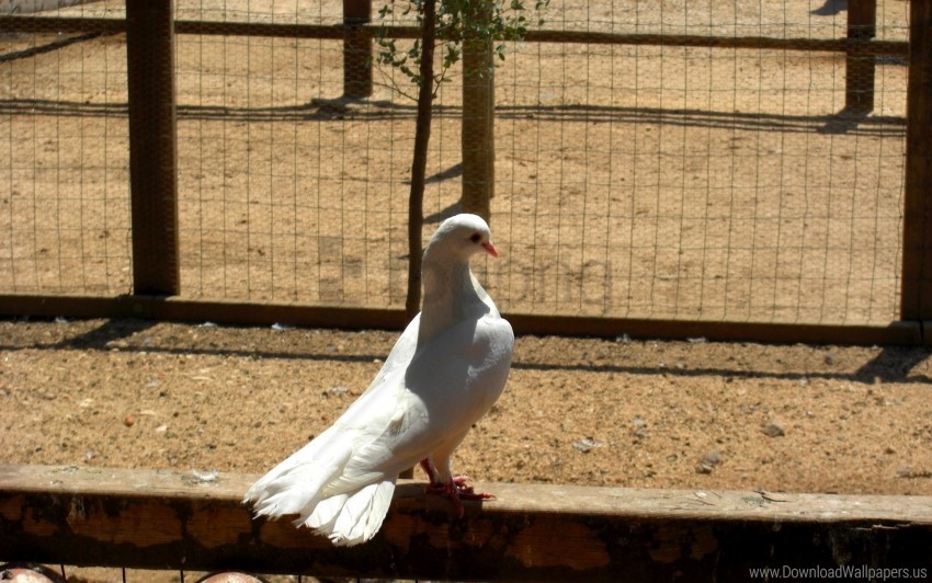 bird dove netting sit wallpaper background best stock photos - Image ID 160702