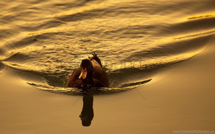 bird duck lake sunset swimming wallpaper background best stock photos - Image ID 160246