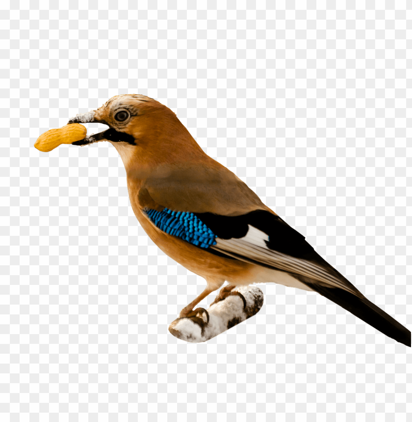 animals, birds, various birds, bird eating peanut, 
