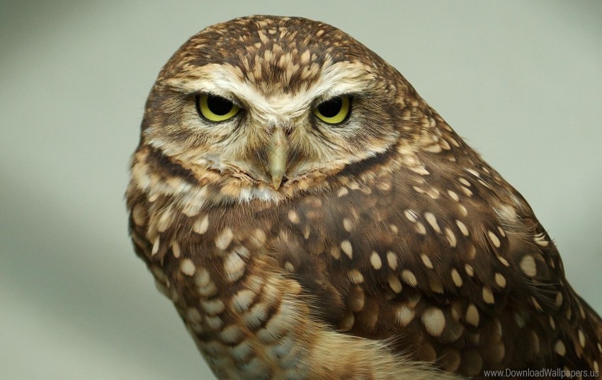 bird eyes face feathers owl predator wallpaper background best stock photos - Image ID 147605