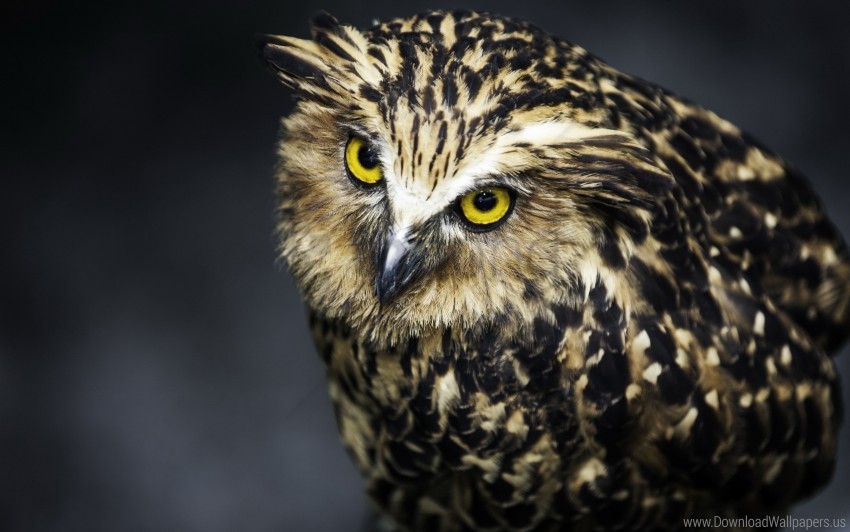 bird eyes face feathers owl predator wallpaper background best stock photos - Image ID 150907