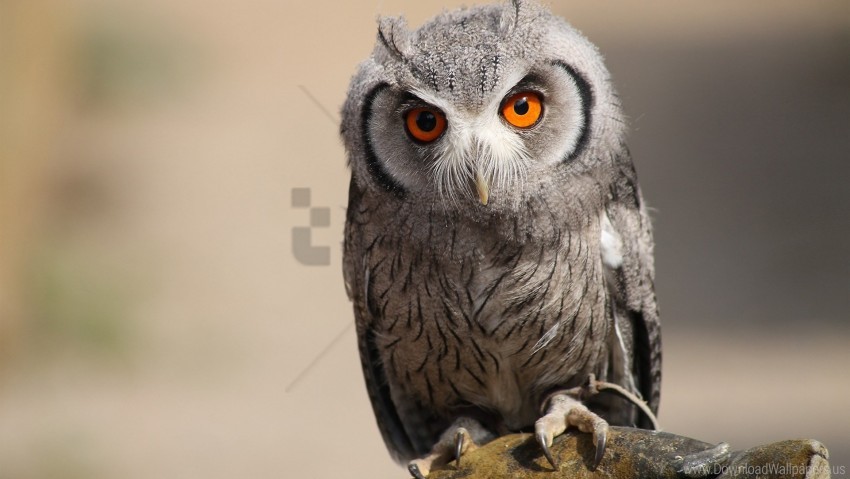 bird eyes feathers owl predator wallpaper background best stock photos - Image ID 154885
