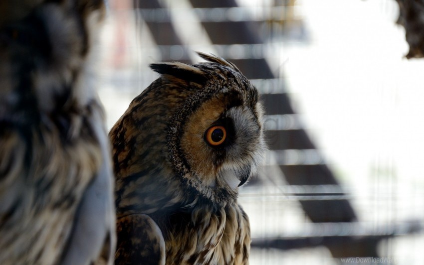 bird eyes feathers owl wallpaper background best stock photos - Image ID 157214