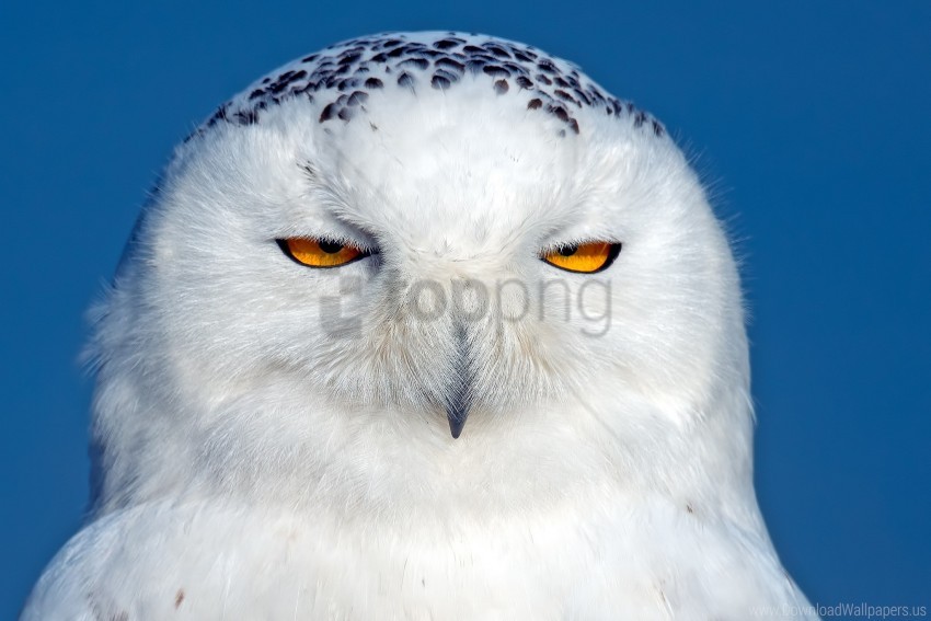 bird eyes owl predator snowy owl wallpaper background best stock photos - Image ID 146596