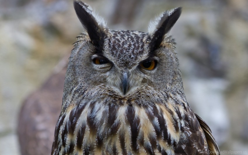 bird eyes owl predator wallpaper background best stock photos - Image ID 146817