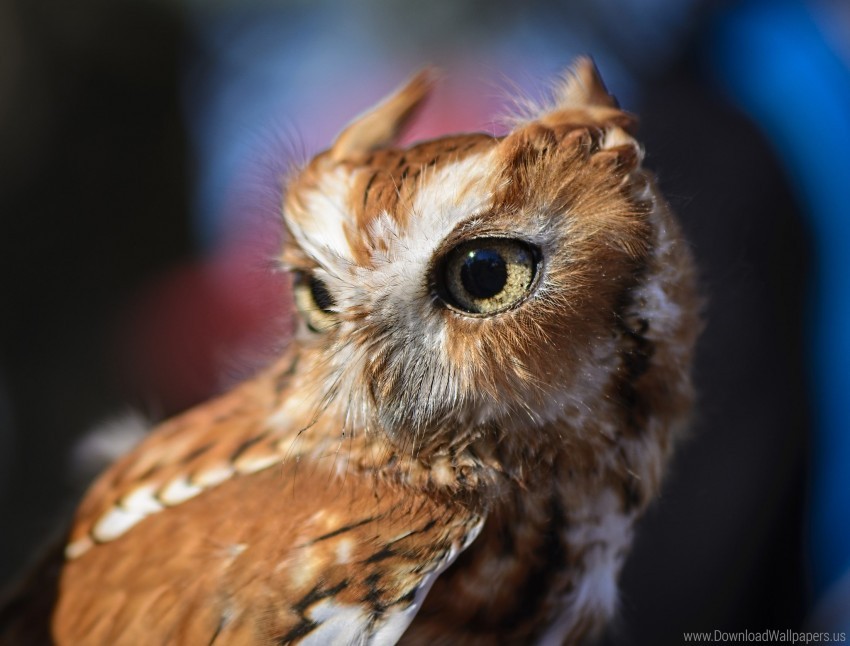 bird eyes owl predator wallpaper background best stock photos - Image ID 146931