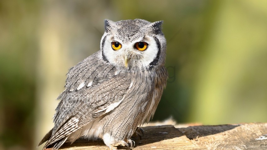 bird eyes owl predator wallpaper background best stock photos - Image ID 146964