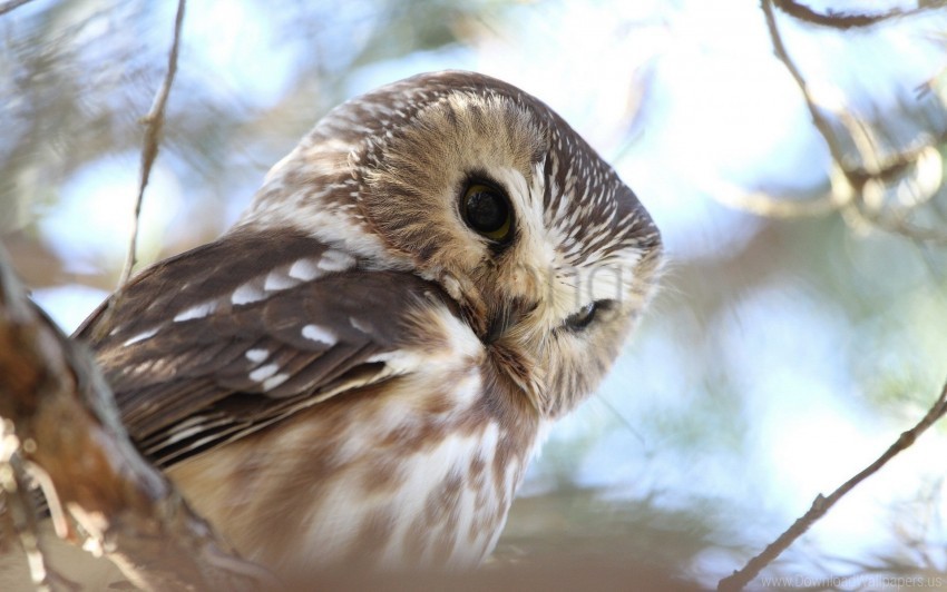 Bird Face Owl Predator Wallpaper Background Best Stock Photos Toppng - lenny owl roblox